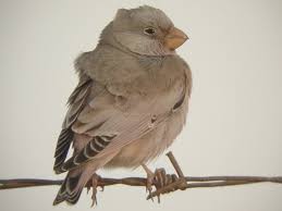 Image result for Bucanetes githagineus