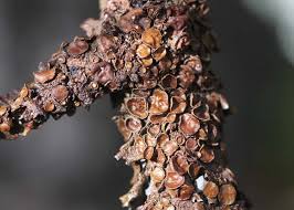 Attēlu rezultāti vaicājumam “Melanohalea olivacea”