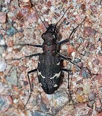 Attēlu rezultāti vaicājumam “Cicindela sylvatica”