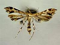 Attēlu rezultāti vaicājumam “Pterophoridae”