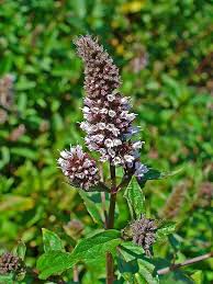 Image result for Mentha piperita