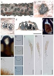 Attēlu rezultāti vaicājumam “Diatrype disciformis”