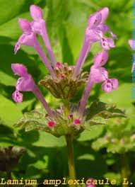 Attēlu rezultāti vaicājumam “Lamium amplexicaule”