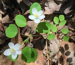Attēlu rezultāti vaicājumam “Isopyrum thalictroides fruit”