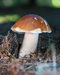 Attēlu rezultāti vaicājumam “Boletus edulis”