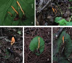 Attēlu rezultāti vaicājumam “Cordyceps polyarthra”