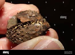 Attēlu rezultāti vaicājumam “Hymenoscyphus fructigenus”