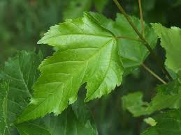 Attēlu rezultāti vaicājumam “Acer tataricum leaf”
