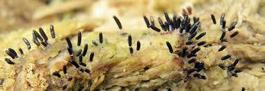 Attēlu rezultāti vaicājumam “Stemonitopsis hyperopta macro”