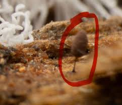 Attēlu rezultāti vaicājumam “Comatricha alta young”