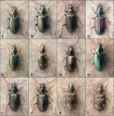 Attēlu rezultāti vaicājumam “Bembidion quadrimaculatum”