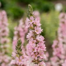 Image result for Blutweiderich