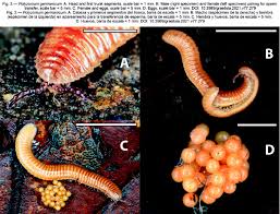 Attēlu rezultāti vaicājumam “Polyzonium germanicum”