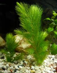 「金魚藻」的圖片搜尋結果