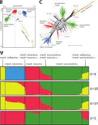 Attēlu rezultāti vaicājumam “Sparganium erectum aggr. fruit”