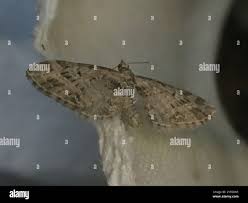 Attēlu rezultāti vaicājumam “Eupithecia exiguata”