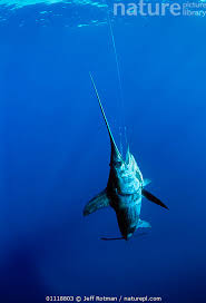 Image result for Xiphias gladius