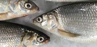 Image result for Coregonus artedi