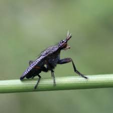 Attēlu rezultāti vaicājumam “Coremacera marginata”