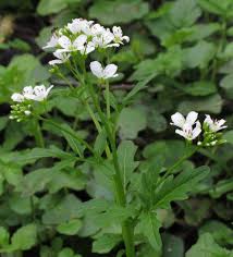 Attēlu rezultāti vaicājumam “Cardamine amara”