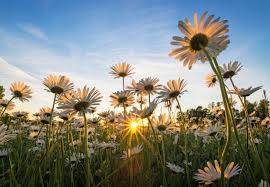 Image result for perspective photography