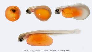 Image result for Oncorhynchus kisutch