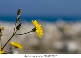 Attēlu rezultāti vaicājumam “Hieracium umbellatum bud”