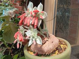 Image result for Sinningia