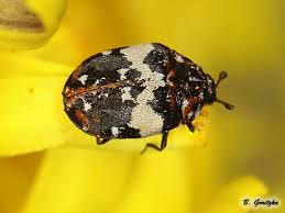 Attēlu rezultāti vaicājumam “Anthrenus scrophulariae”