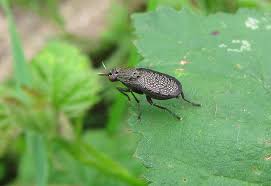 Attēlu rezultāti vaicājumam “Coremacera marginata”