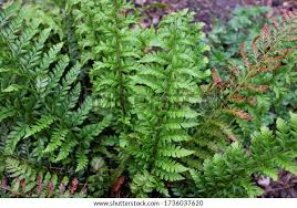 Attēlu rezultāti vaicājumam “Polystichum aculeatum”