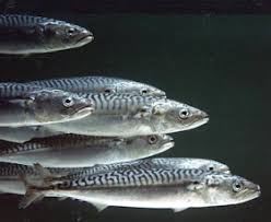 Image result for Scomber scombrus