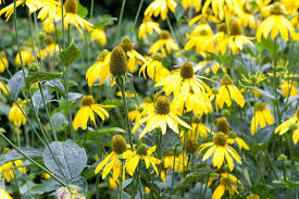 Image result for Rudbeckia Paradisio