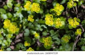Attēlu rezultāti vaicājumam “Chrysosplenium alternifolium flower”