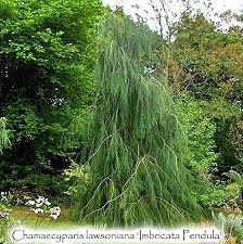 Attēlu rezultāti vaicājumam “Chamaecyparis lawsoniana”