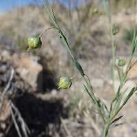Attēlu rezultāti vaicājumam “Linum usitatissimum leaf”