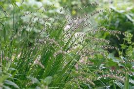 Attēlu rezultāti vaicājumam “Melica nutans”