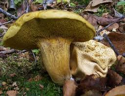 Attēlu rezultāti vaicājumam “Scleroderma citrinum”