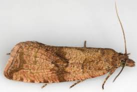 Attēlu rezultāti vaicājumam “Celypha striana”