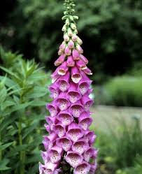 Attēlu rezultāti vaicājumam “Digitalis purpurea fruit”