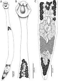 Image result for Minytrema melanops