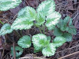 Attēlu rezultāti vaicājumam “Lamiastrum galeobdolon bud”