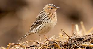 Image result for Anthus cervinus