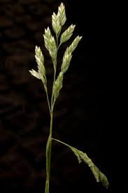 Attēlu rezultāti vaicājumam “Poa remota”