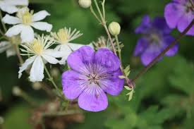 Attēlu rezultāti vaicājumam “Geranium bohemicum”