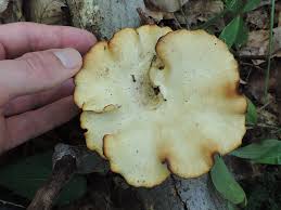 Attēlu rezultāti vaicājumam “Sarcoporia polyspora”