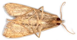 Attēlu rezultāti vaicājumam “Herminia tarsicrinalis”