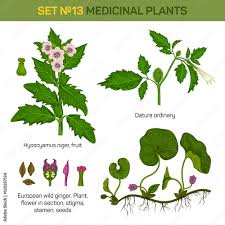 Attēlu rezultāti vaicājumam “Hyoscyamus niger fruit”