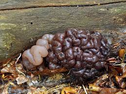 Attēlu rezultāti vaicājumam “Ascotremella faginea”