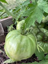 Afbeeldingsresultaat voor millionaire tomato